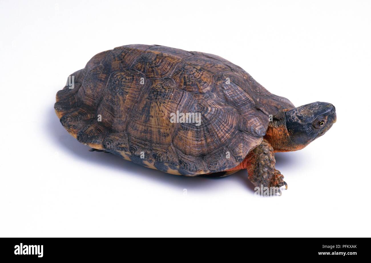Wood turtle (Clemmys insculpta), close-up Stock Photo