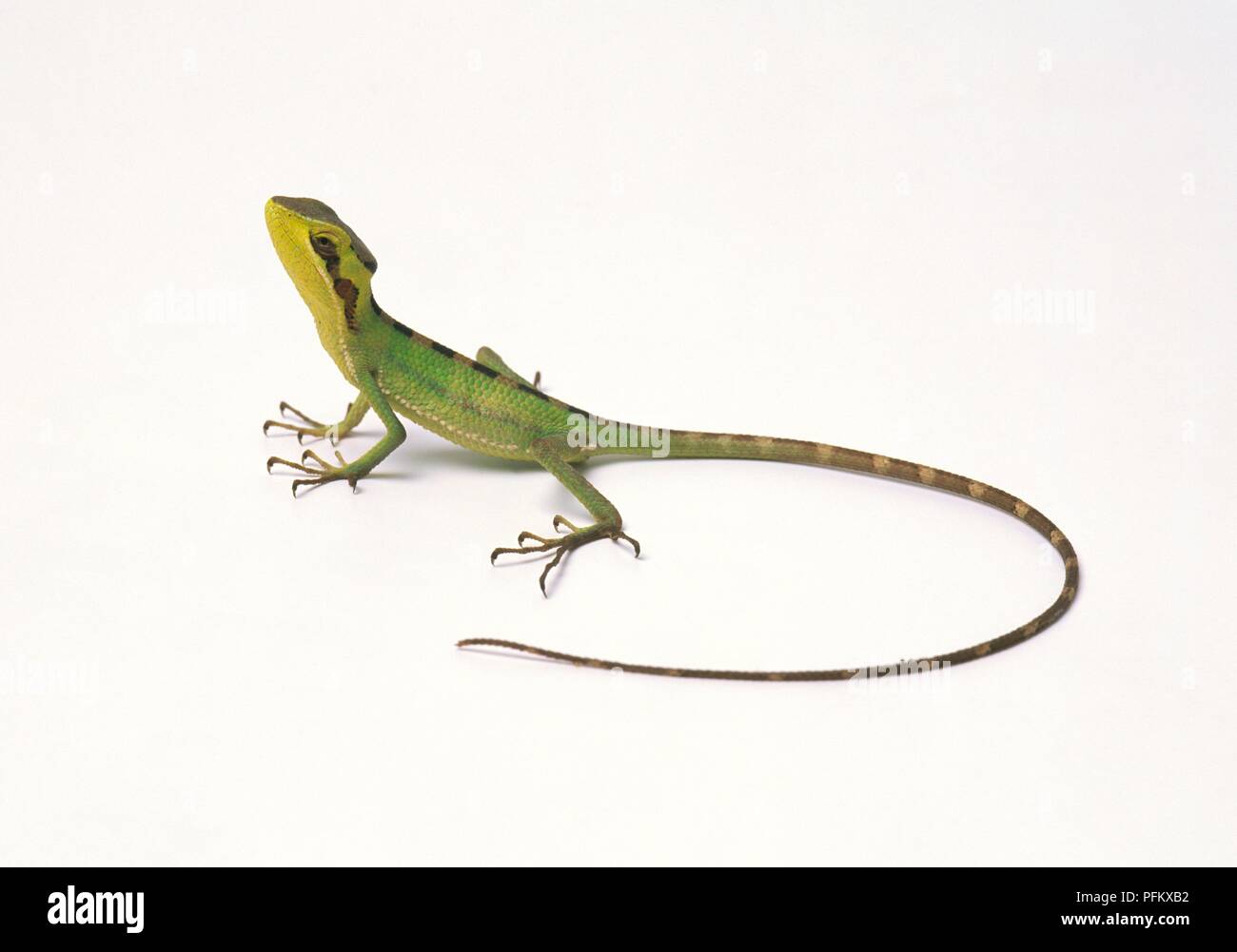 Conehead lizard (Laemanctus longipes), looking up, side view Stock