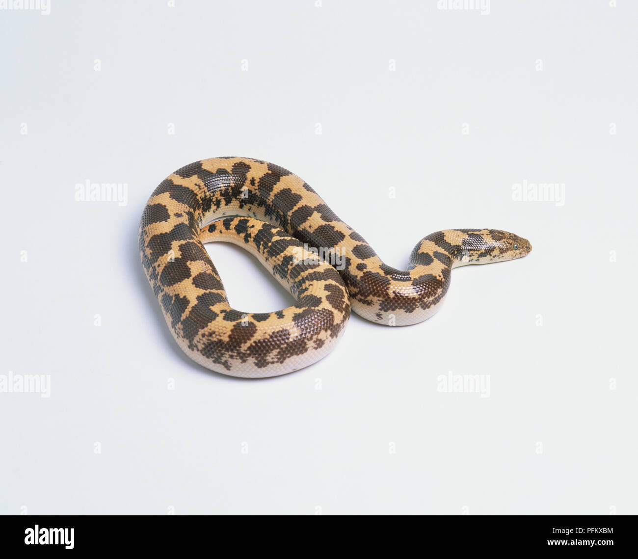 East African Sand Boa (Gongylophis Colubrinus), with stout body, short tail, white underside, and wedge-shaped head Stock Photo