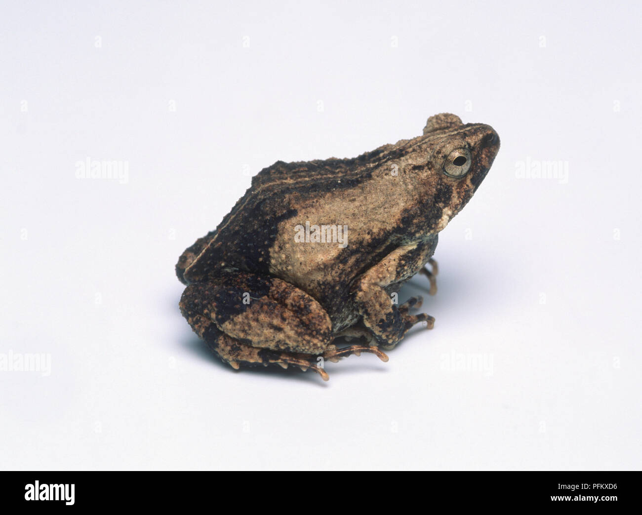 Tungara frog (Physalaemus pustulosus), side view Stock Photo