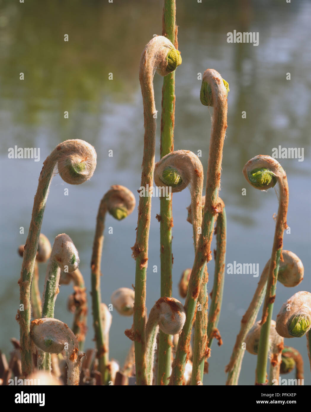 Osmunda Regalis Young Royal Ferns Fronds Unfurling Close Up Stock Photo Alamy
