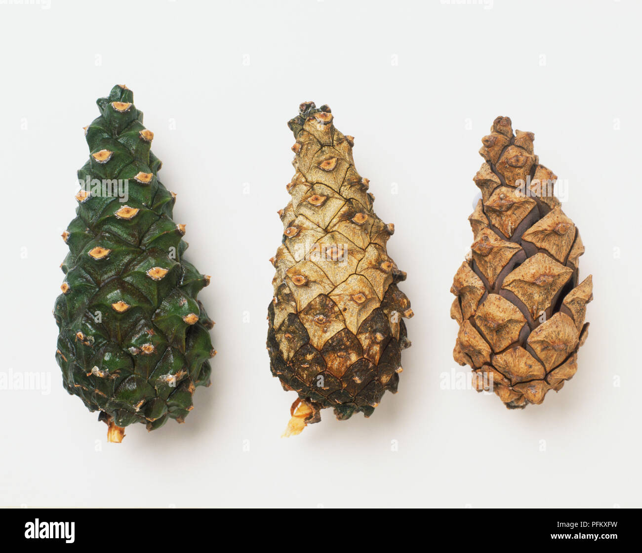 Three Scots Pine cones, unripe, ripening and mature, front view. Stock Photo