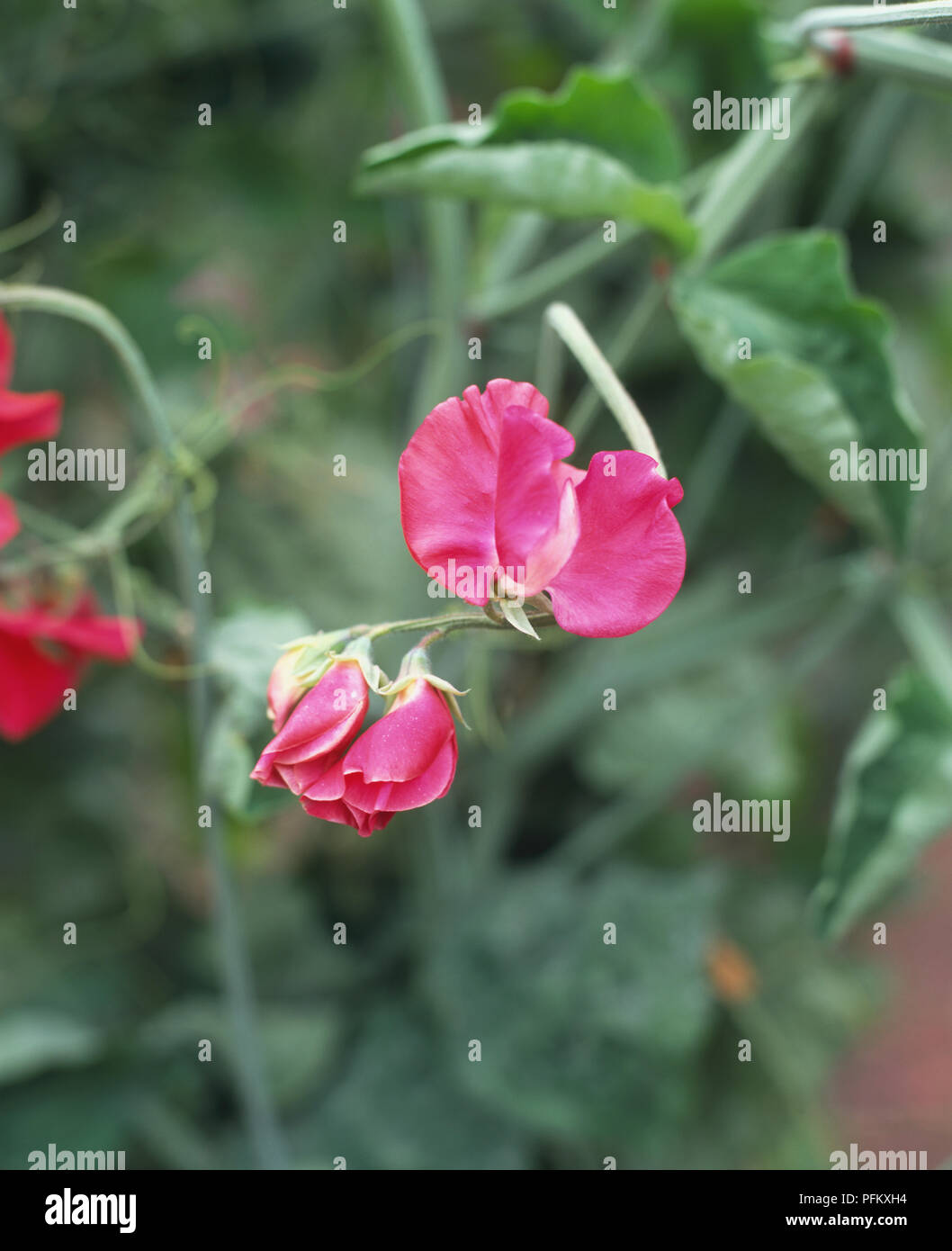 Delicate pink flowers of Lathyrus 'Mars', close up. Stock Photo