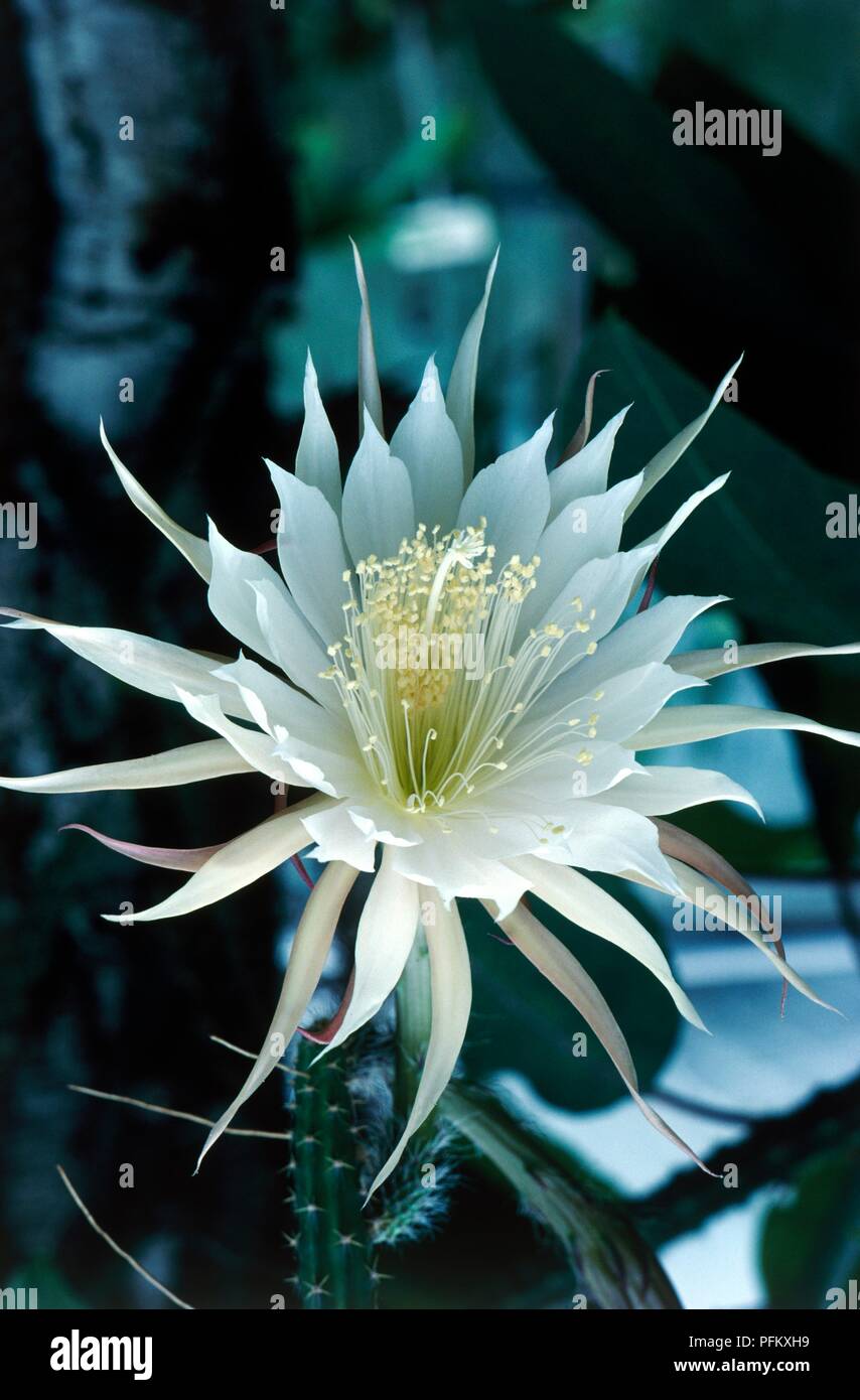 Selenicereus vagans (Moonlight cactus), white flower head, close-up Stock  Photo - Alamy