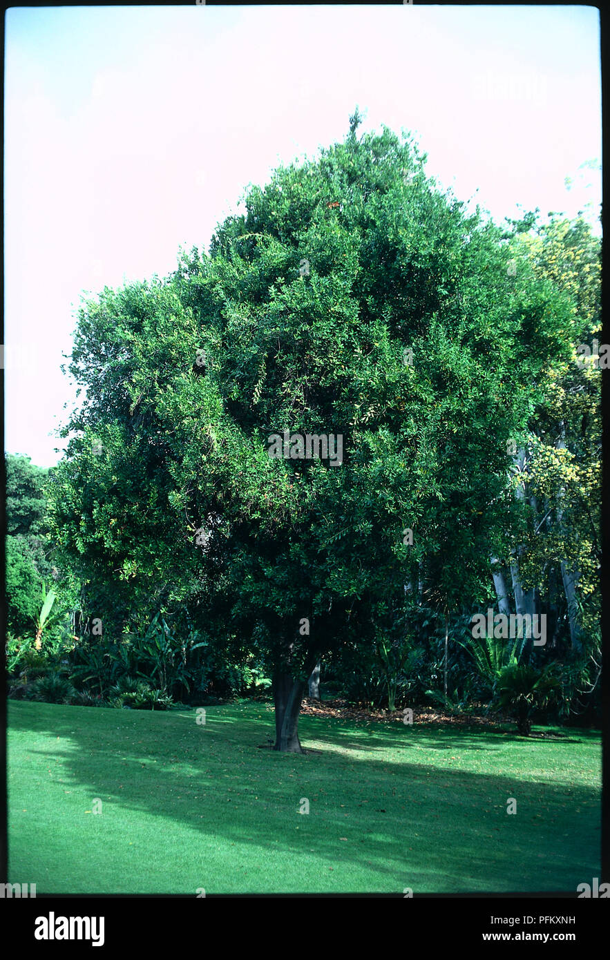 Macadamia integrifolia (Macadamia nut, Queensland nut). Evergreen, spreading tree with edible, brown nuts in autumn. Has whorls of leathery, semi-glossy leaves and panicles of small, creamy-yellow flowers in spring. Stock Photo