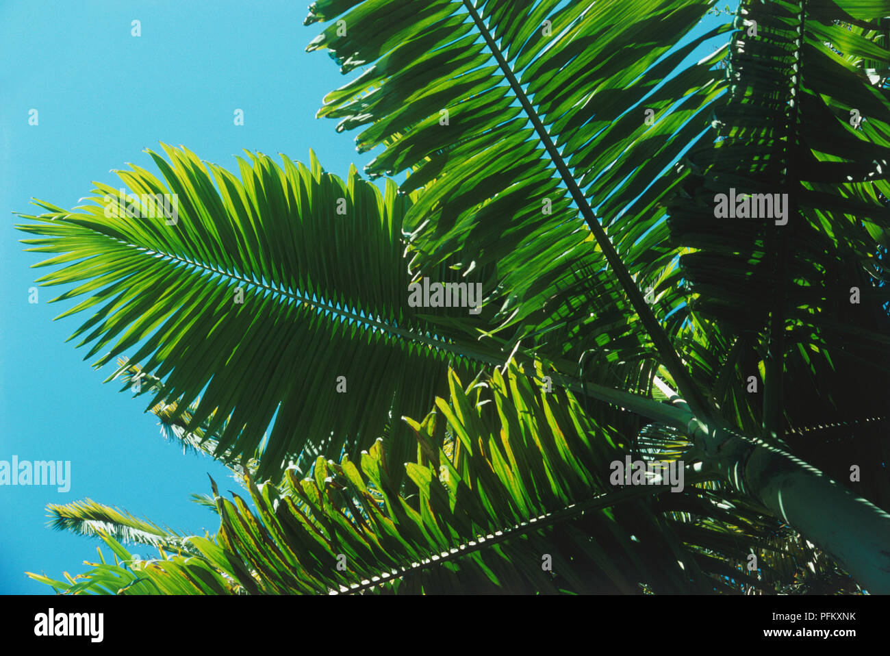 Alexander Palm High Resolution Stock Photography And Images Alamy