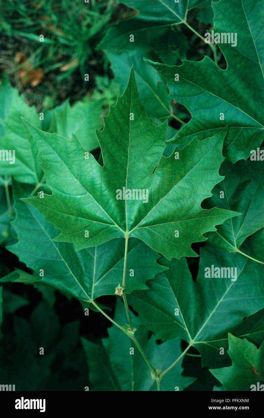 Syn. P. x acerifolia (London Plane) with large, lobed green leaves Stock Photo