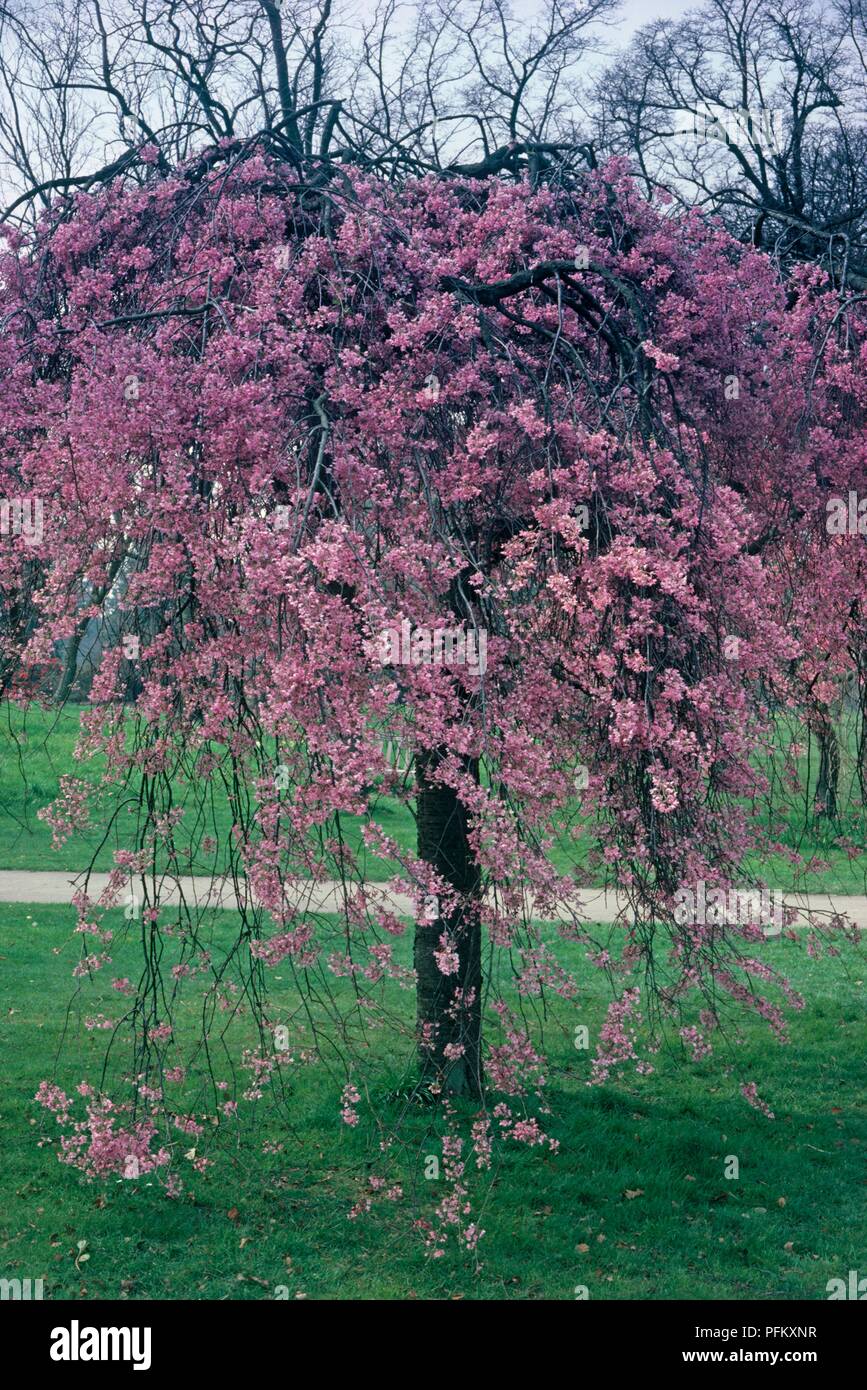 Prunus x subhirtella 'Pendula Rubra', syn. Prunus pendula, deciduous tree with deep pink spring flowers on hanging branches Stock Photo
