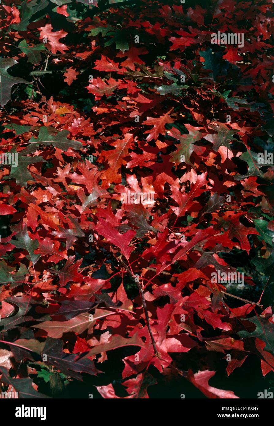 Quercus coccinea (Scarlet Oak) with red leaves changing from green in autumn Stock Photo
