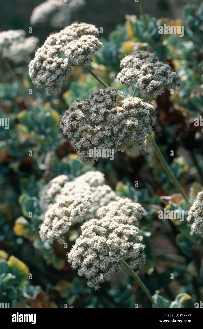 Clustered white flower heads from Eriogonum giganteum (St Catherine's