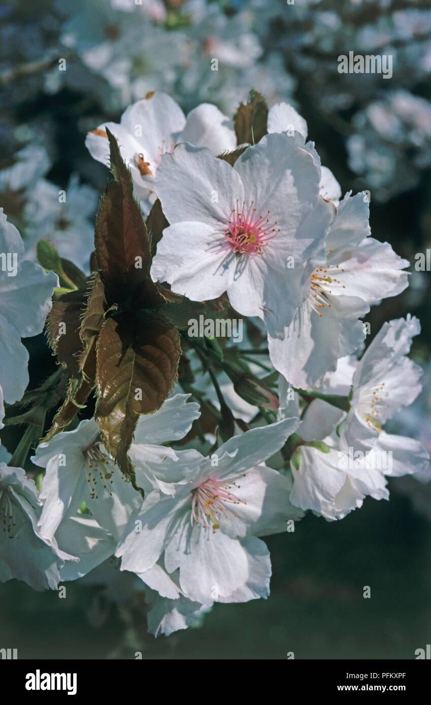 Prunus 'Taihaku' with large white flowers borne in mid-spring among red-green leaves Stock Photo