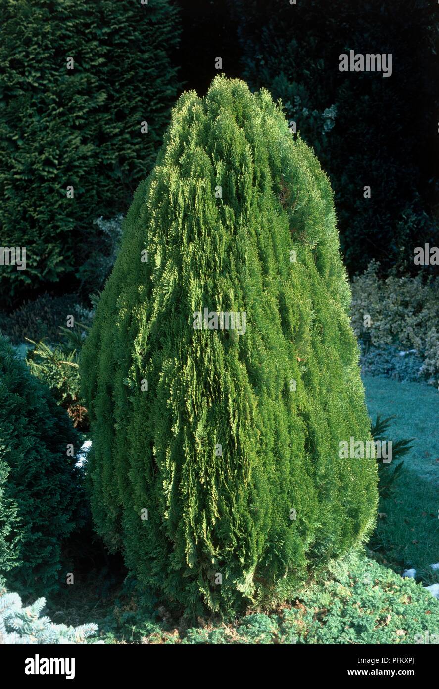 Thuja orientalis 'Aurea Nana', dwarf conifer in formal garden Stock Photo