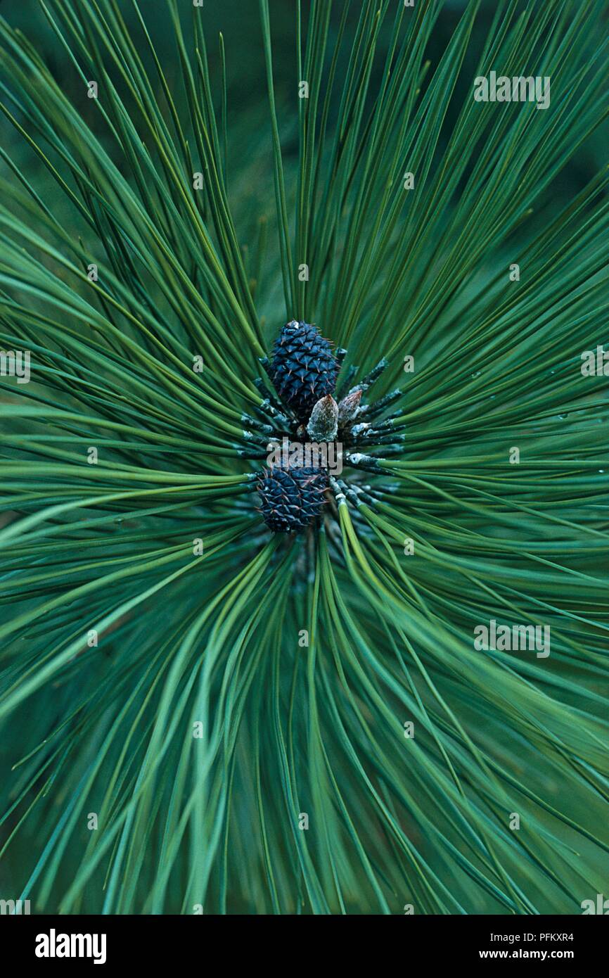 Pinus ponderosa (Ponderosa Pine) showing foliage and pinecones, close-up Stock Photo