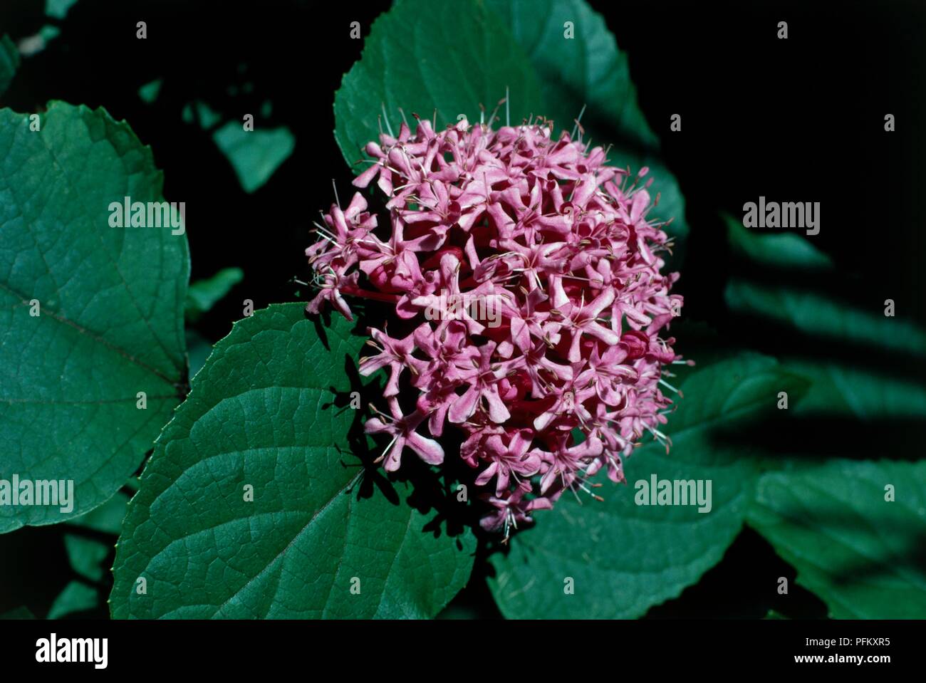 Clerodendrum bungei, shrub with clusters of small, deep pink flowers