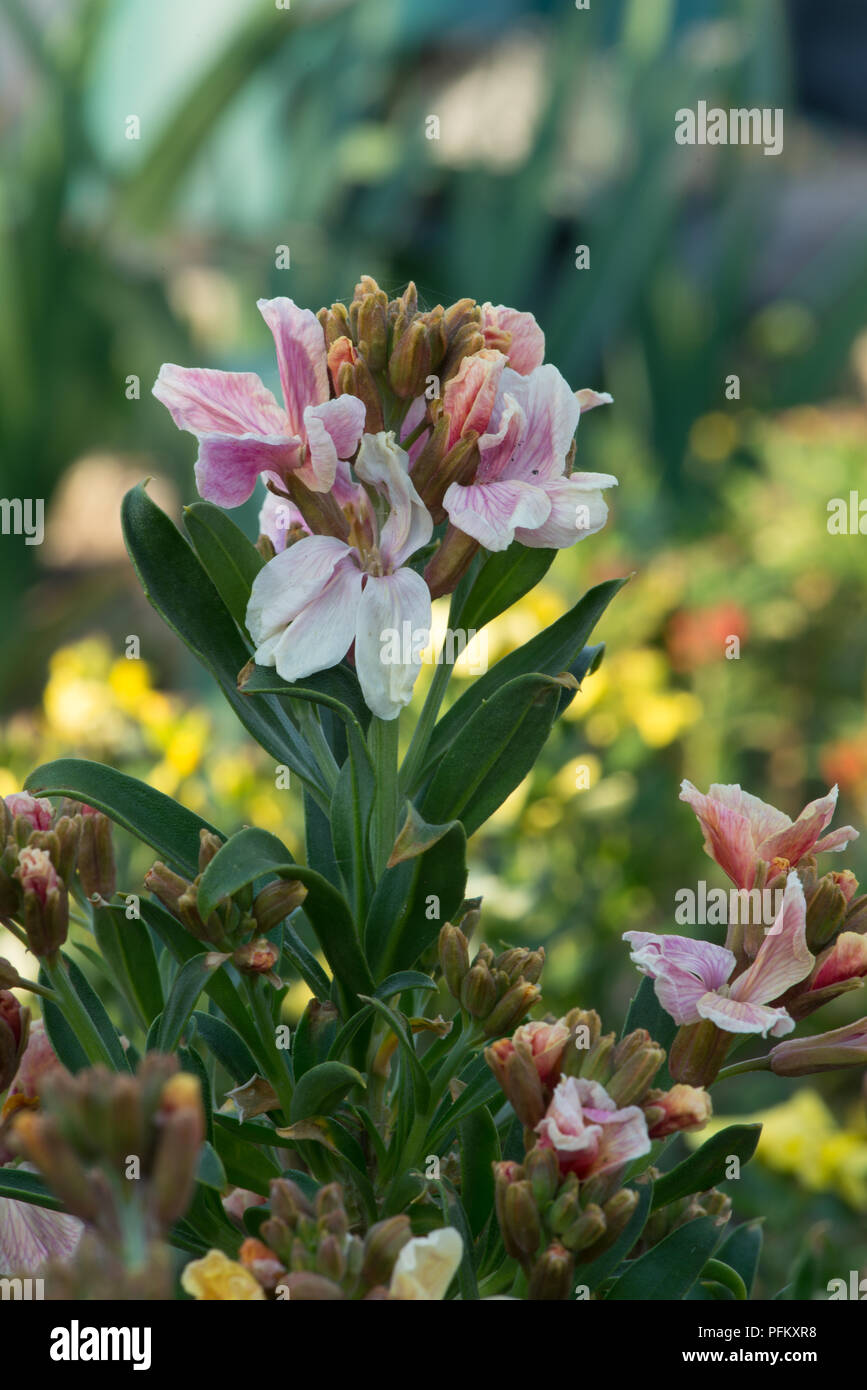 Page 11 - Bi Color Flower High Resolution Stock Photography and 