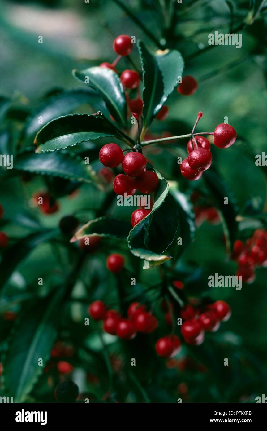Green leaves and red berries from Ardisia crenata (Coralberry or Spiceberry), close-up Stock Photo