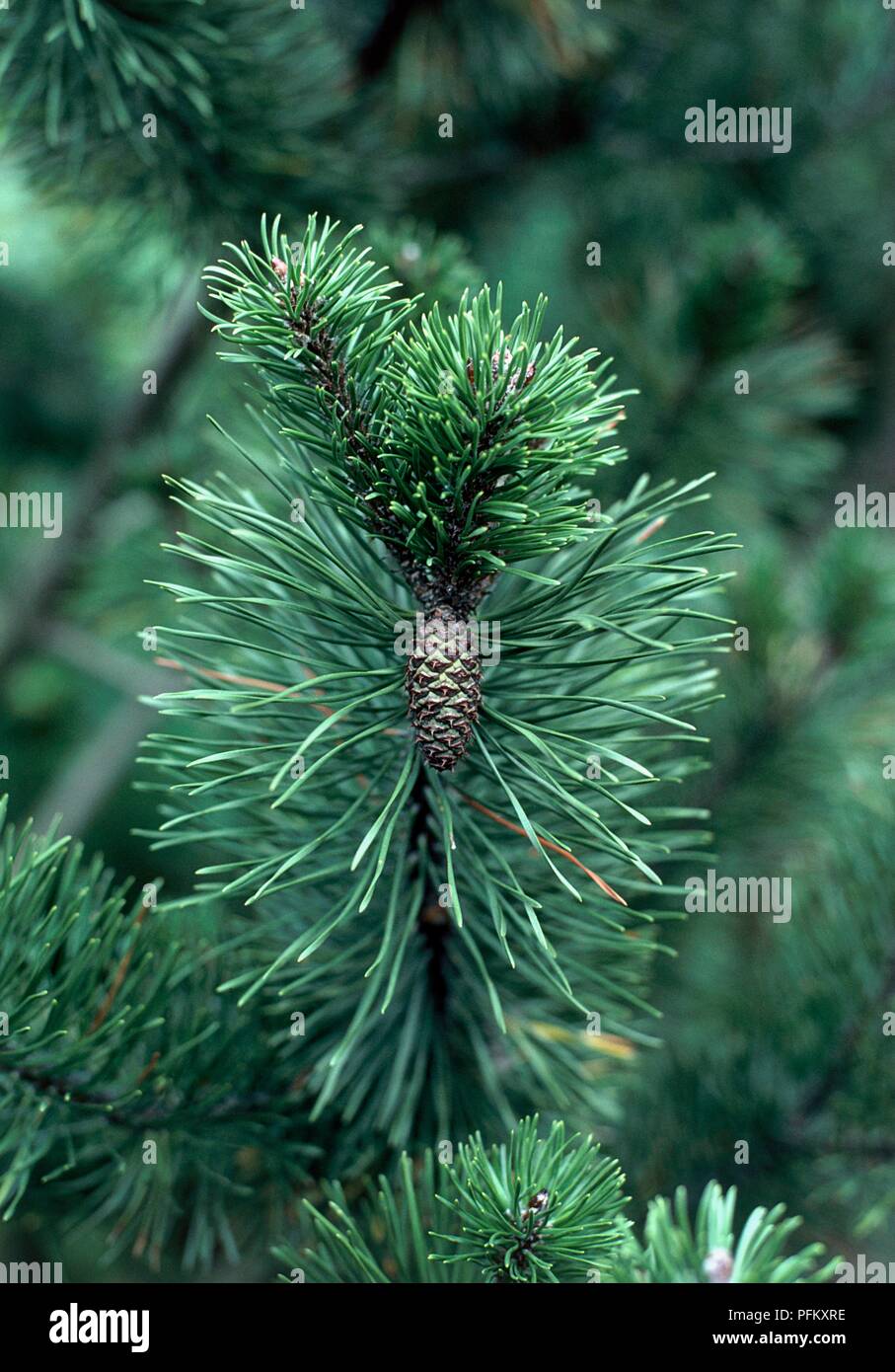 Pinus contorta var. latifolia (Lodgepole Pine) showing green foliage and small oval pinecones, close-up Stock Photo