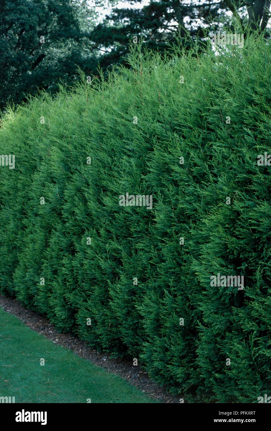 x Cupressocyparis leylandii 'Castlewellan' grown as hedge Stock Photo