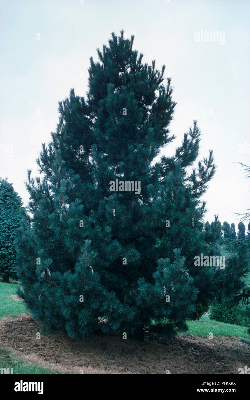 Pinus peuce (Macedonian Pine), upright conifer with dense green leaves, and pinecones Stock Photo