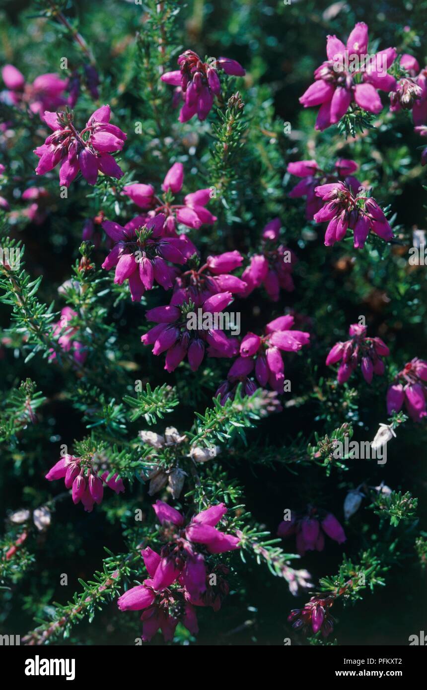 Erica cinerea 'Purple Beauty', flowers and foliage of summer heather Stock Photo
