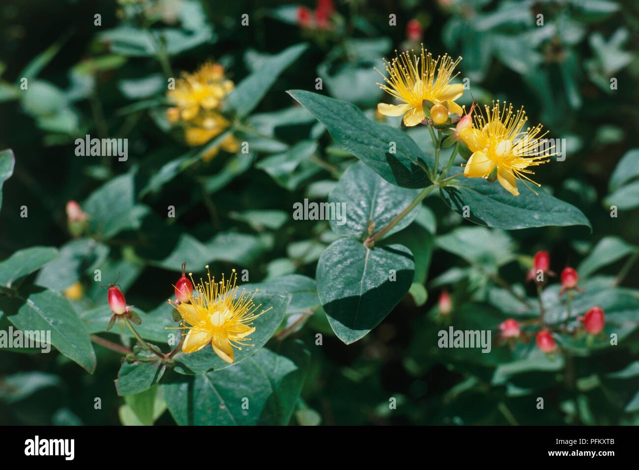 Hypericum x inodorum 'Elstead', shrub with small, yellow flowers, red buds, and dark green leaves Stock Photo