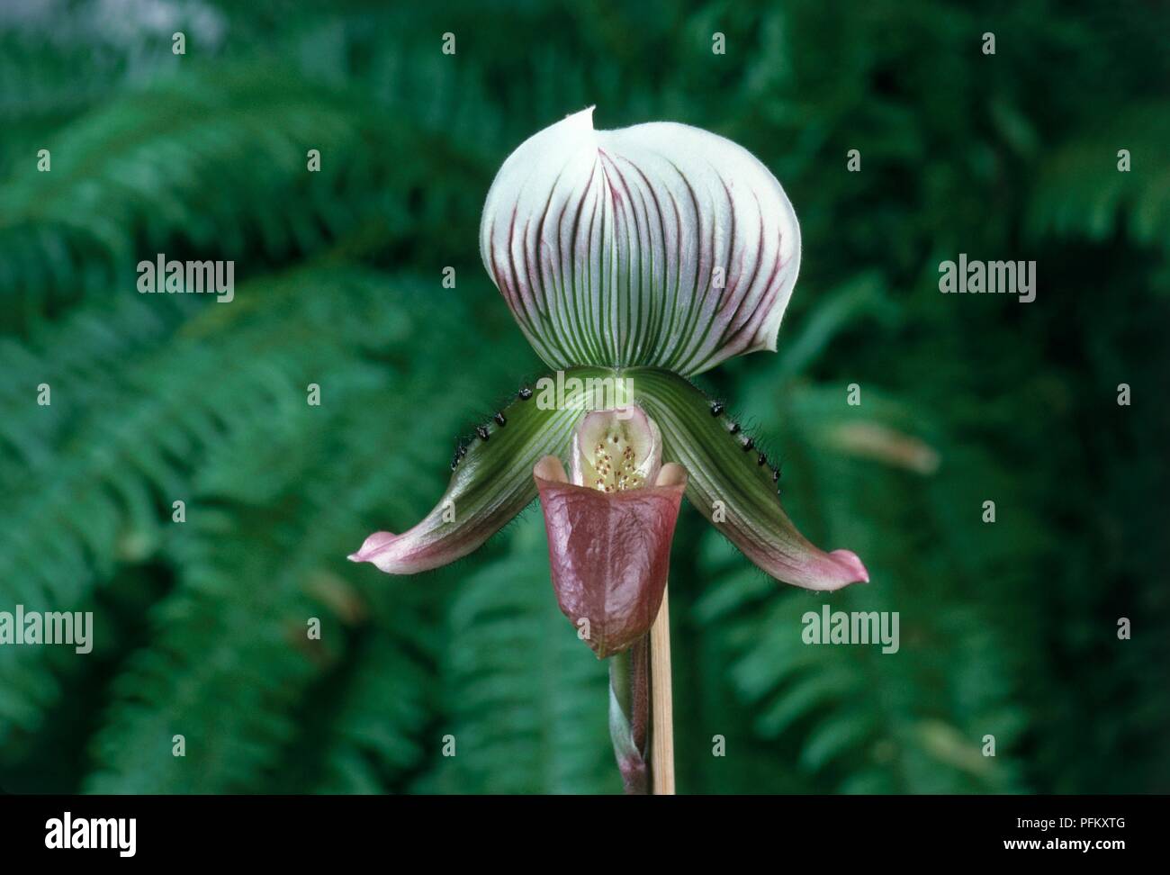 Paphiopedilum callosum (Slipper orchid), flower head, close-up Stock Photo