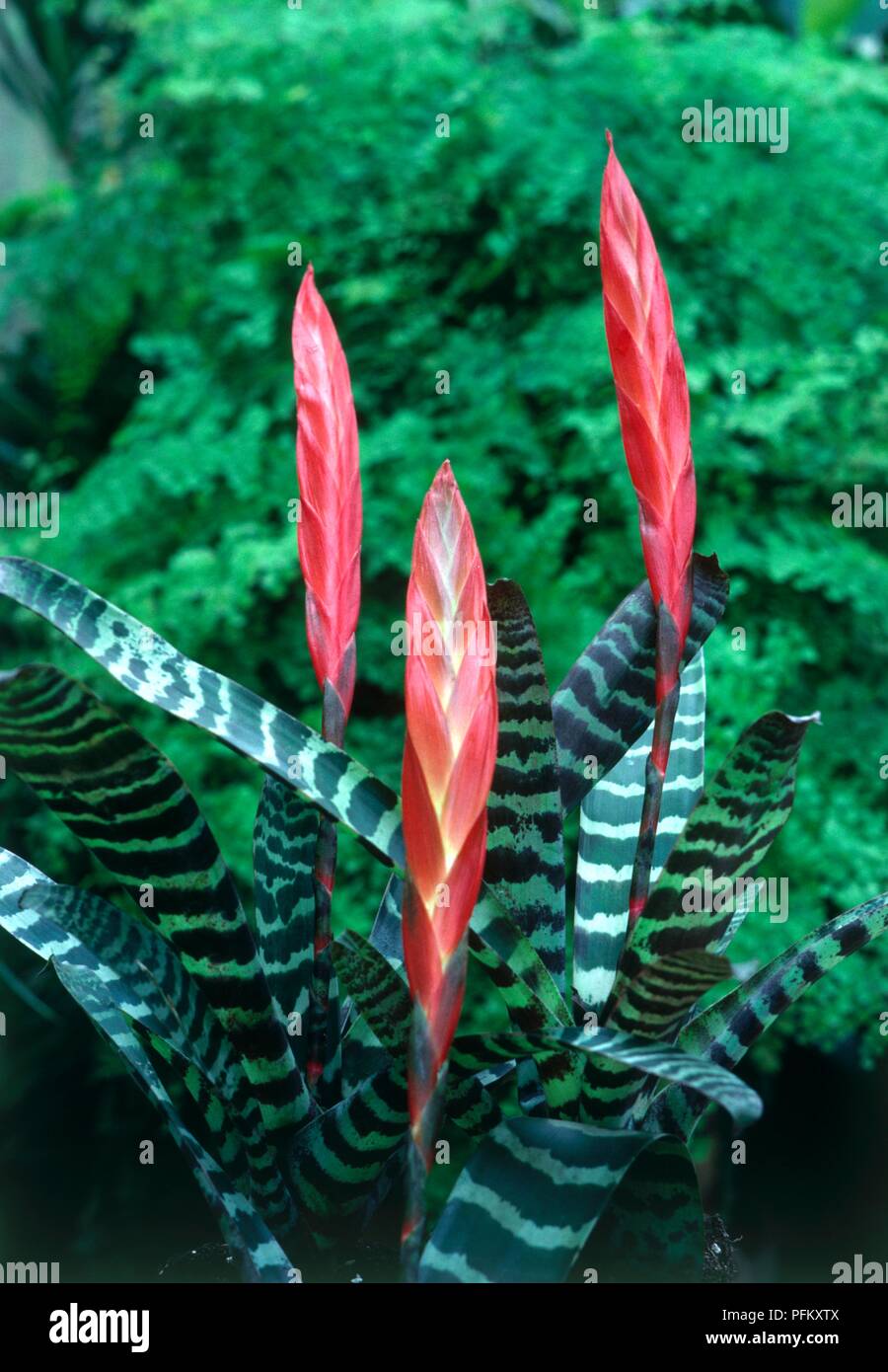 Three red flowers and striped green leaves from Vriesea splendens (Flaming sword), close-up Stock Photo