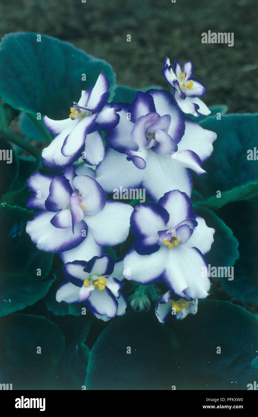 Saintpaulia 'Porcelain' (African violet), blue and white flowers and green leaves, close-up Stock Photo