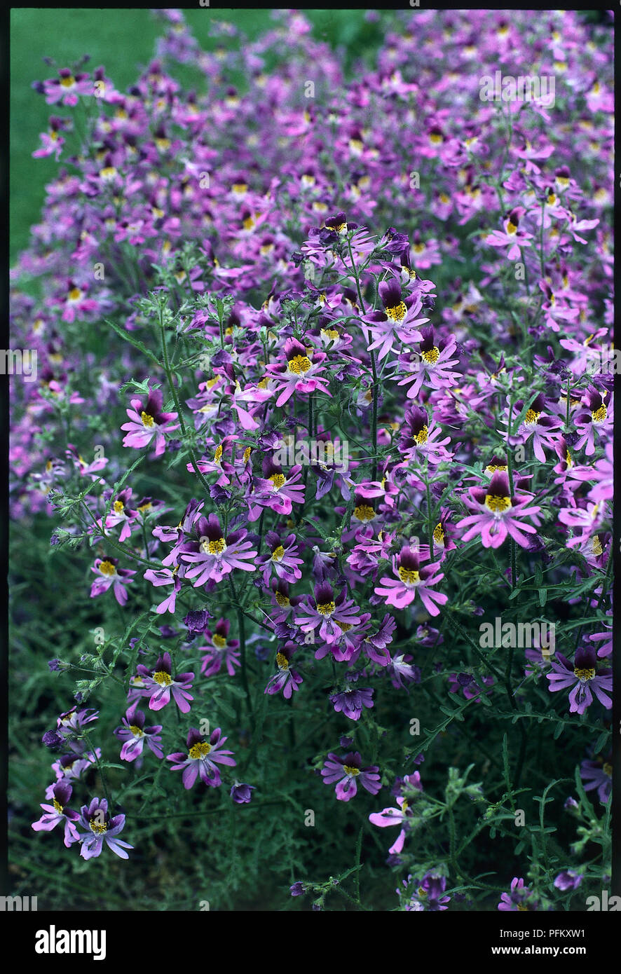 Schizanthus pinnatus, a moderately fast-growing, upright, bushy annual with feathery, light green leaves and rounded, lobed, multicoloured flowers in shades of pink, purple, or white-yellow. Stock Photo
