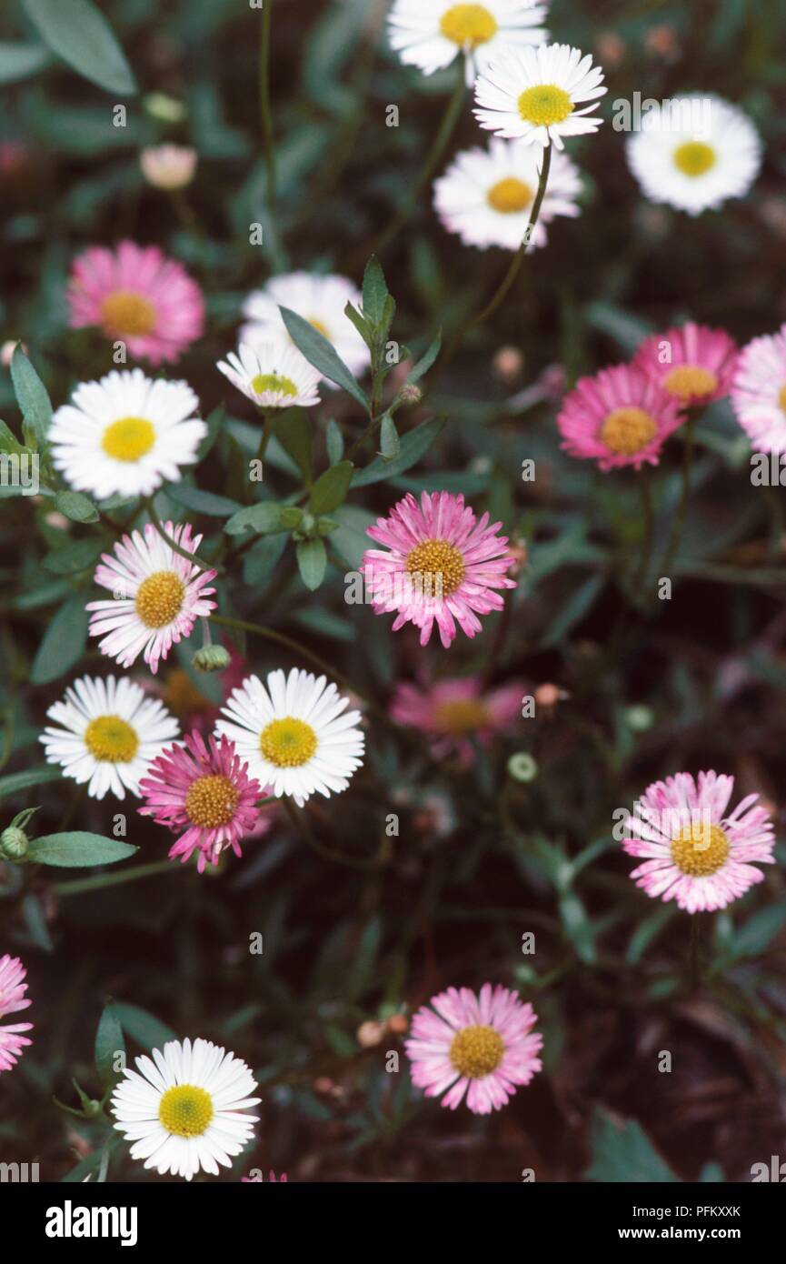 Erigeron karvinskianus (Mexican daisy), pink and white flowers, close