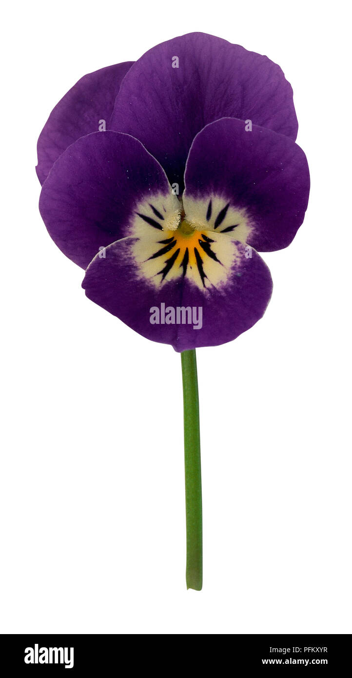 Viola tricolor hortensis, cut Pansy flowerhead, close up Stock Photo