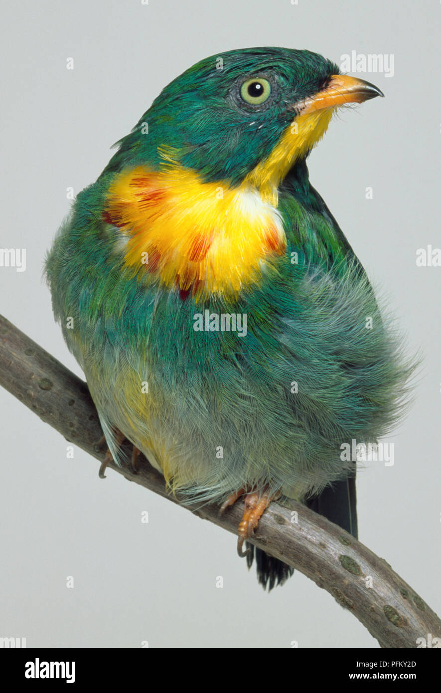 Front view of a Fiery-Throated Fruiteater, perched on a branch, showing the head in profile. Stock Photo
