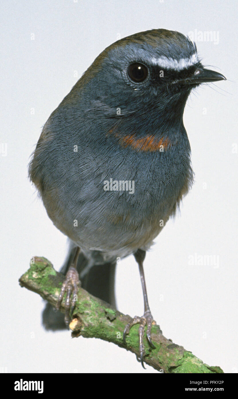 Front view of a Rufous-Gorgeted Flycatcher, Ficedula strophiata, perched on a branch, with head in profile showing a large, dark eye, pale blue forehead stripe, and rufous throat patch. Stock Photo