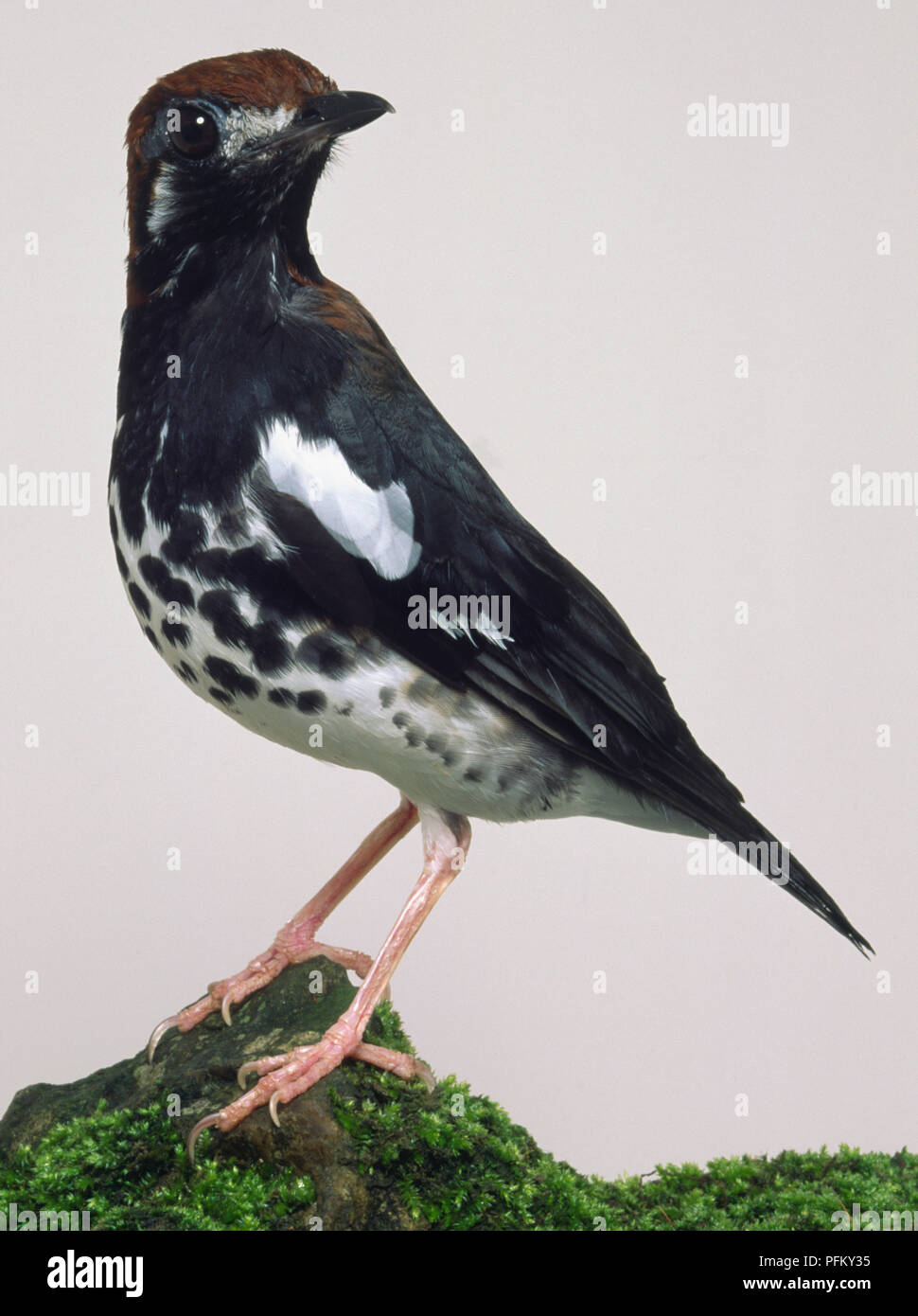 Side view of a Chestnut-Capped Thrush, perching on a moss-covered rock, showing its spotted belly and long legs. The head is in profile showing the large eye. Stock Photo