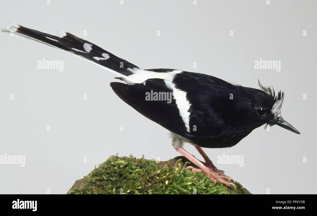Side view of a White-Crowned Forktail standing on a moss-covered rock. The bird is leaning forwards, with its head in profile, and showing the plumage on its back, forked tail, thin legs and feet. Stock Photo