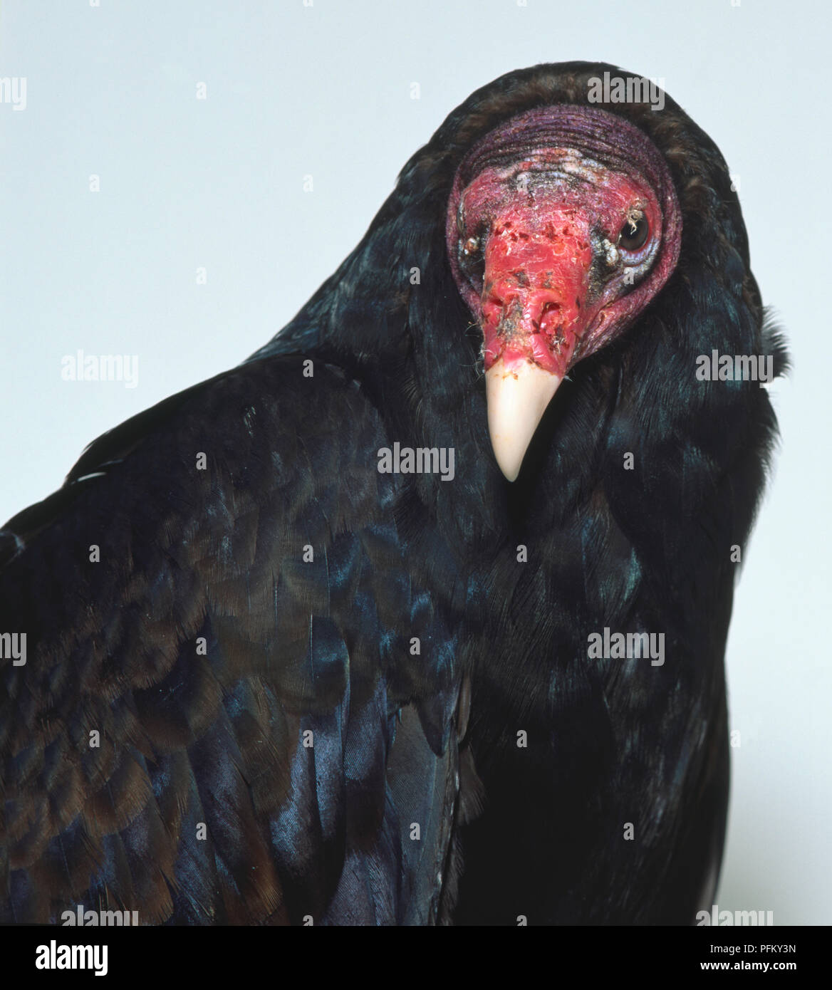 Head close-up of a Turkey Vulture facing forwards showing the red, scaly, dry skin of the head. Stock Photo