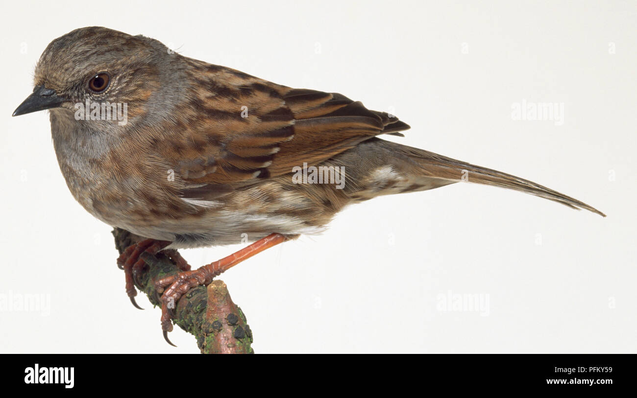 Side view of a Dunnock, perching on the edge of a thin branch in typical, crouched posture, with head in profile, and showing the grey patches on shoulder and throat. Stock Photo