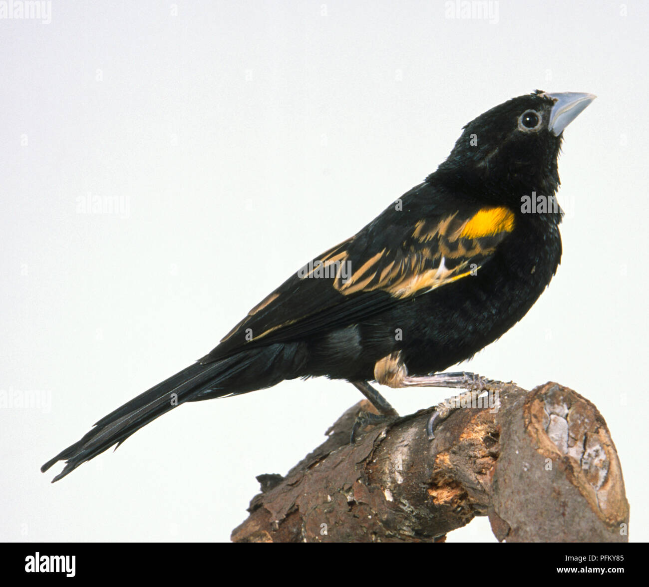 Side view of a White-Winged Widowbird, Euplectes albonotatus, perching on a decaying branch, with head in profile and looking upwards. Stock Photo