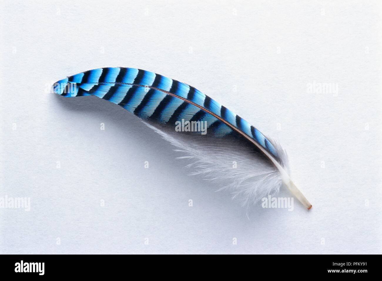 Feather From A Blue Jay Cyanocitta Cristata Stock Photo Alamy Feather From A Blue Jay Cyanocitta Cristata Stock Photo Alamy
