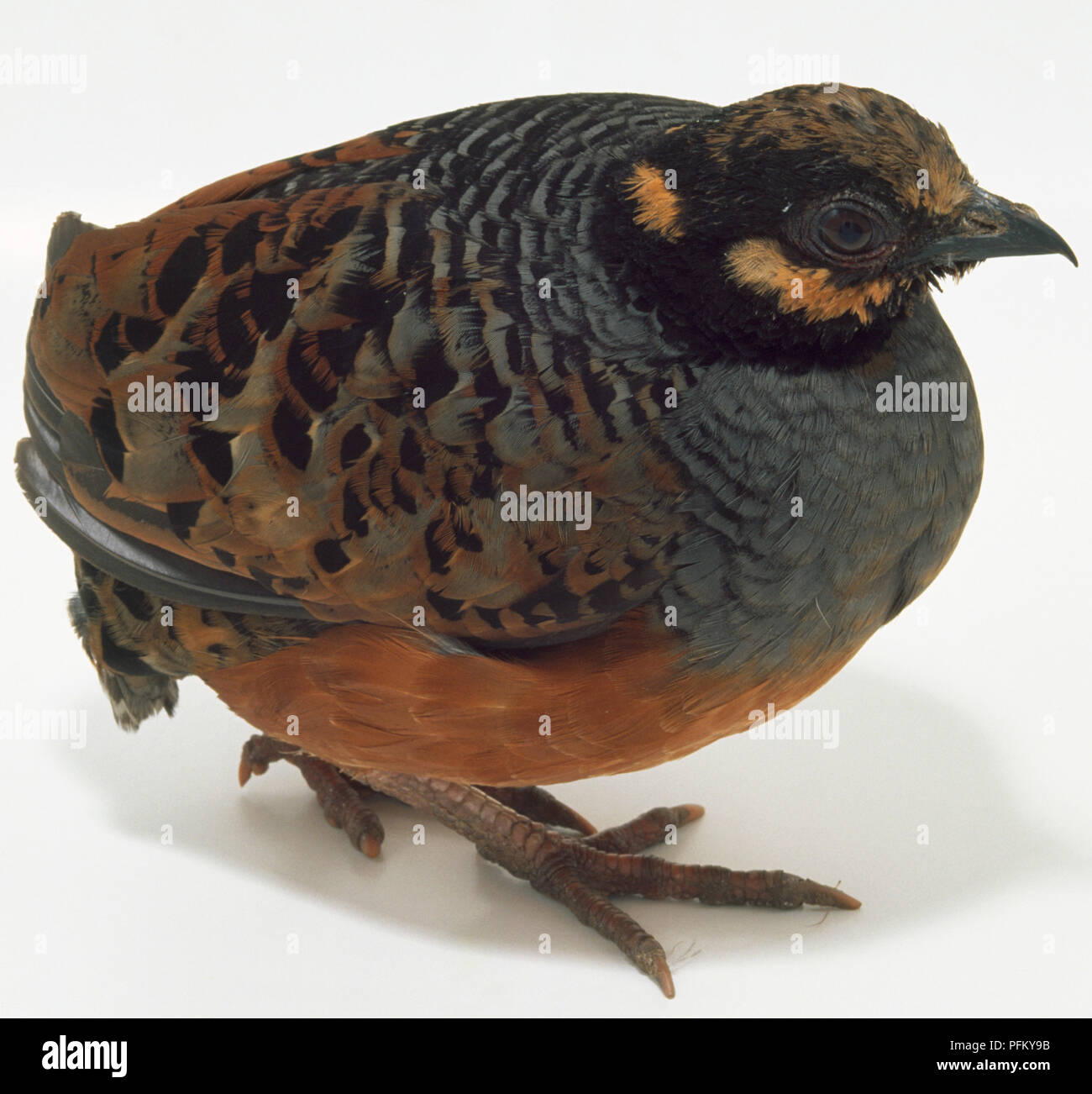 Side front view of a ChestnutBellied Partridge, with head in profile