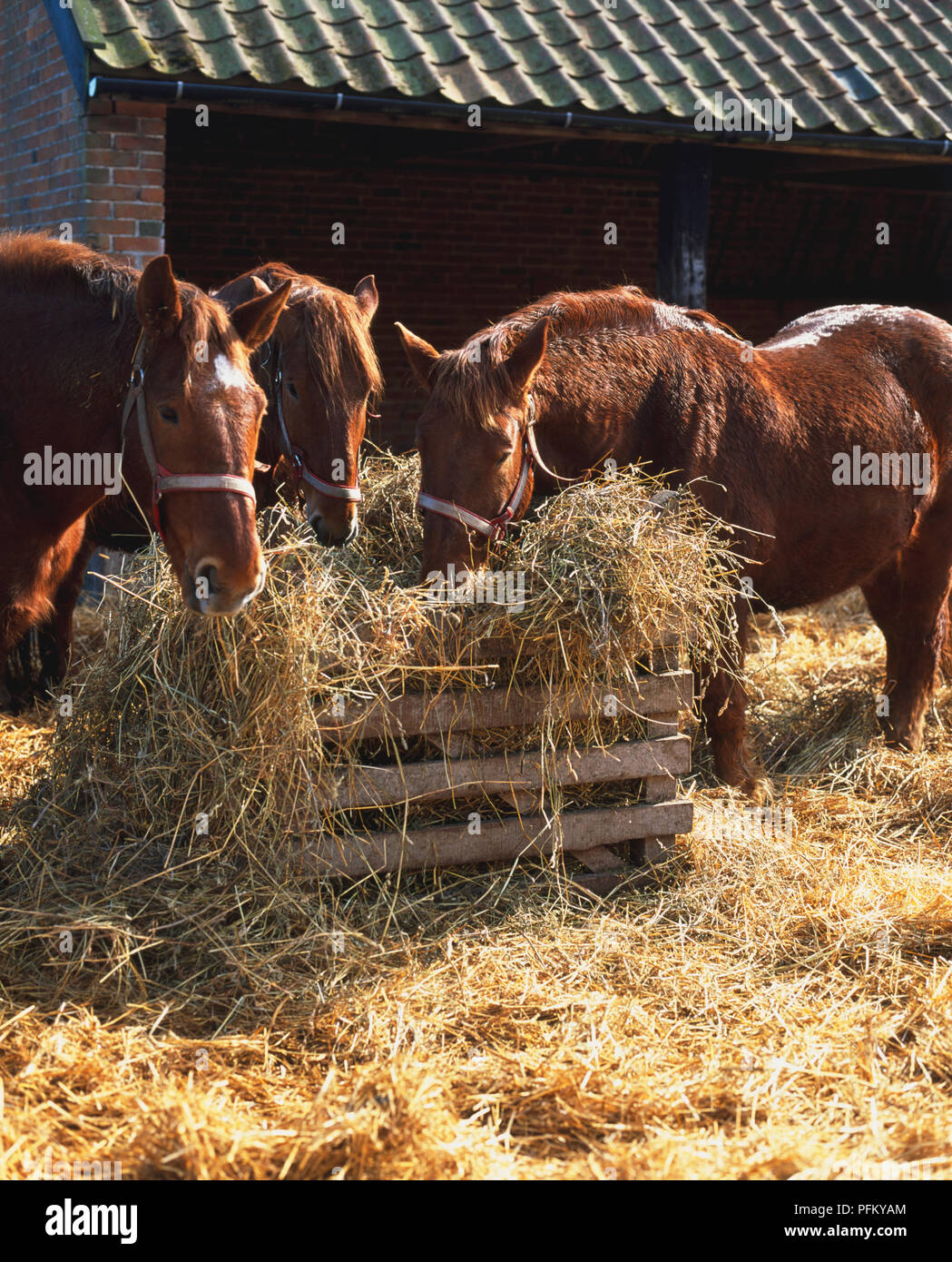 Three horses eating hay in a stable yard Stock Photo Alamy