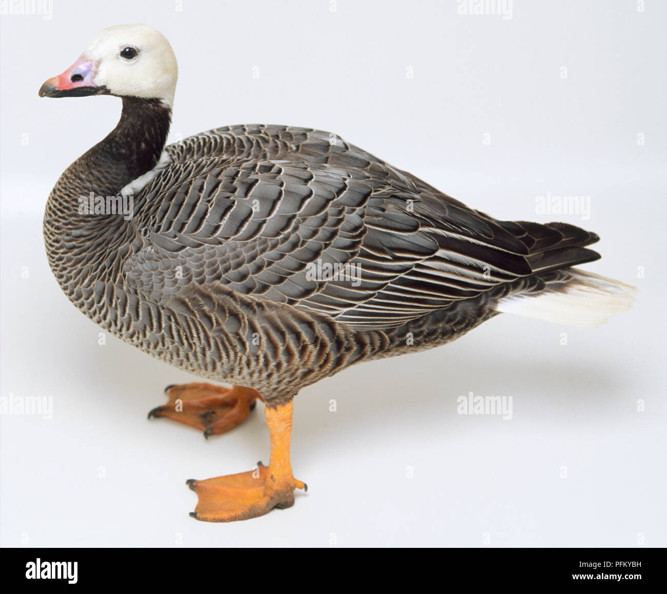 Side view of an Emperor Goose with its white head in profile, a heavy body, barred plumage pattern, long legs and webbed feet. Stock Photo