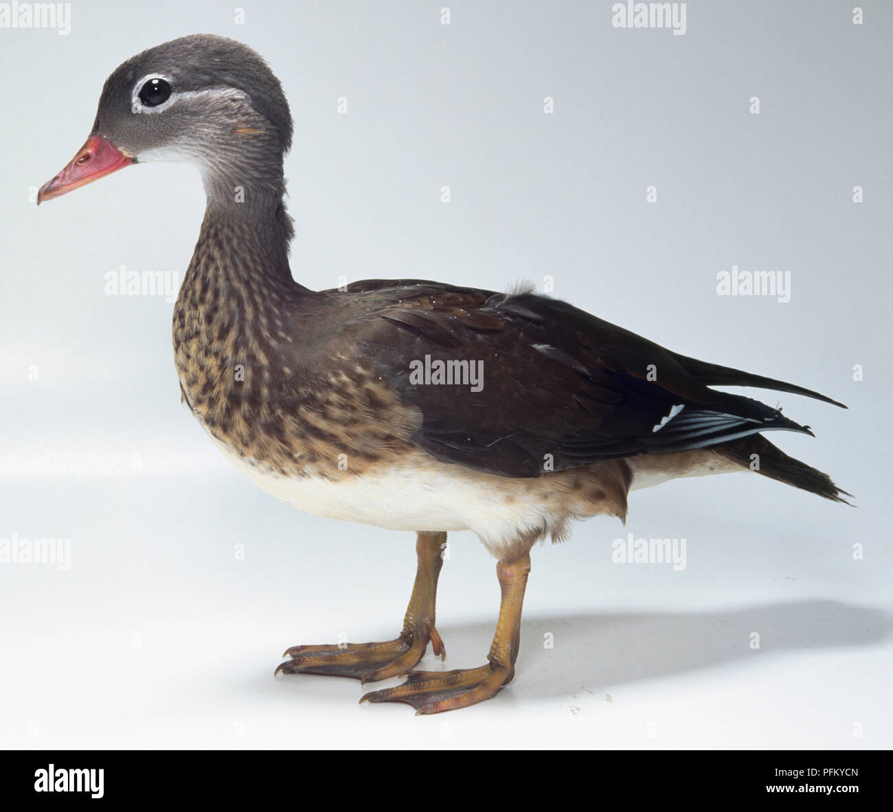 Side view of a Mandarin Duck Drake with head in profile and webbed feet