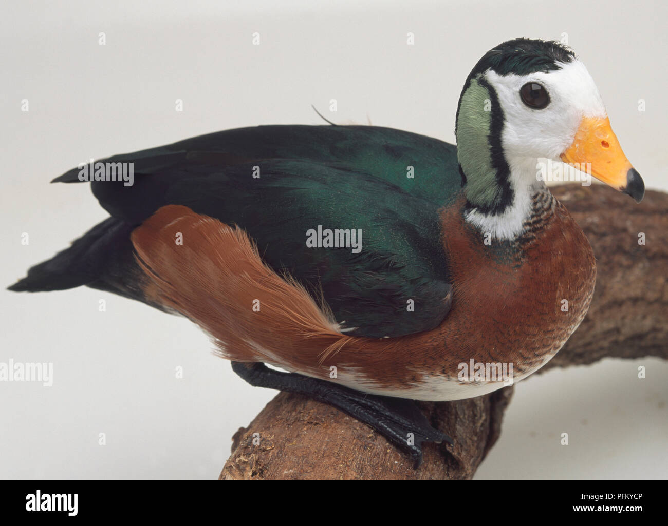 Side overhead view of an African Pygmy Goose, standing on a branch, showing the unusual head and body plumage, head in profile with stout, seed-eating bill, short, and broad tail. Stock Photo