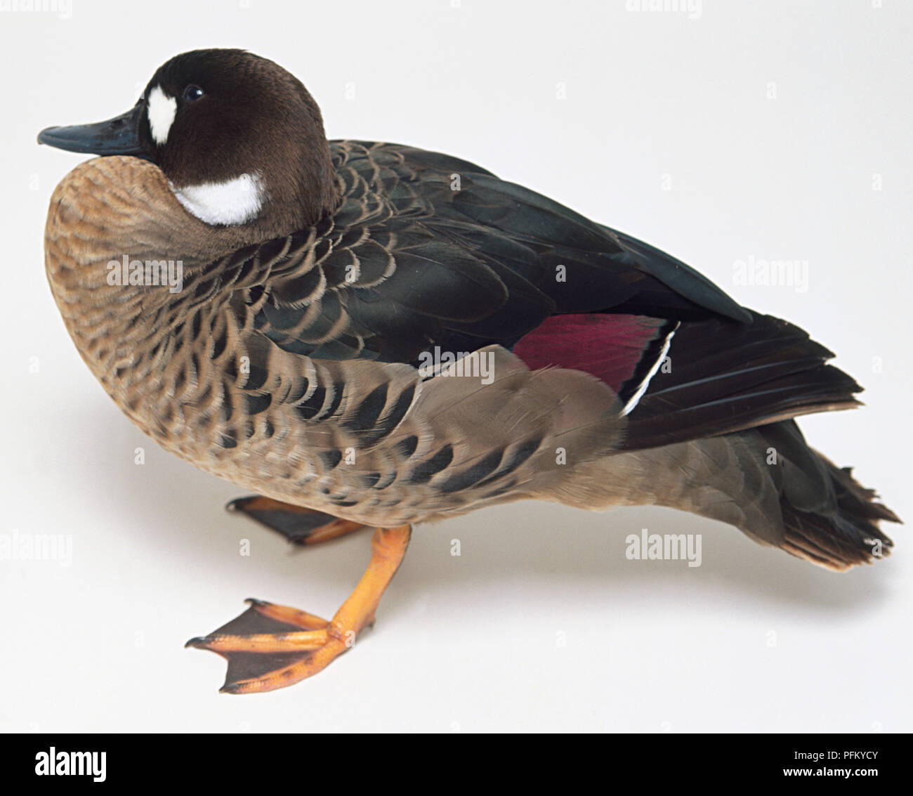 Side overhead view of a Spectacled Duck, with head in profile, patch of red feathers on the wing and webbed feet. Stock Photo