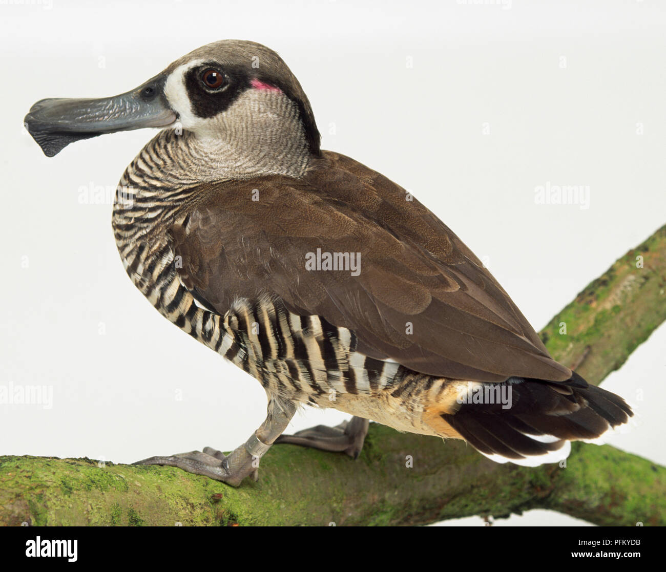 Rear side view of a Pink-Eared Duck, sometimes referred to as the zebra duck, perching on a lichen-covered branch, with head in profile showing the fleshly flap hanging from its bill, and pink ear patch. Stock Photo