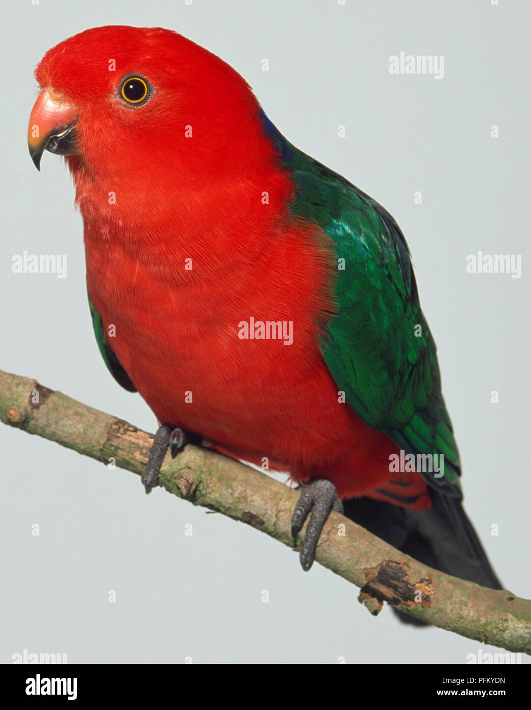 Side view of an Australian King Parrot with head in profile, perching on a branch showing the upper red mandible with black tip and the lower black mandible, red neck and head with a narrow blue band on the nape, green back and wing feathers. Stock Photo