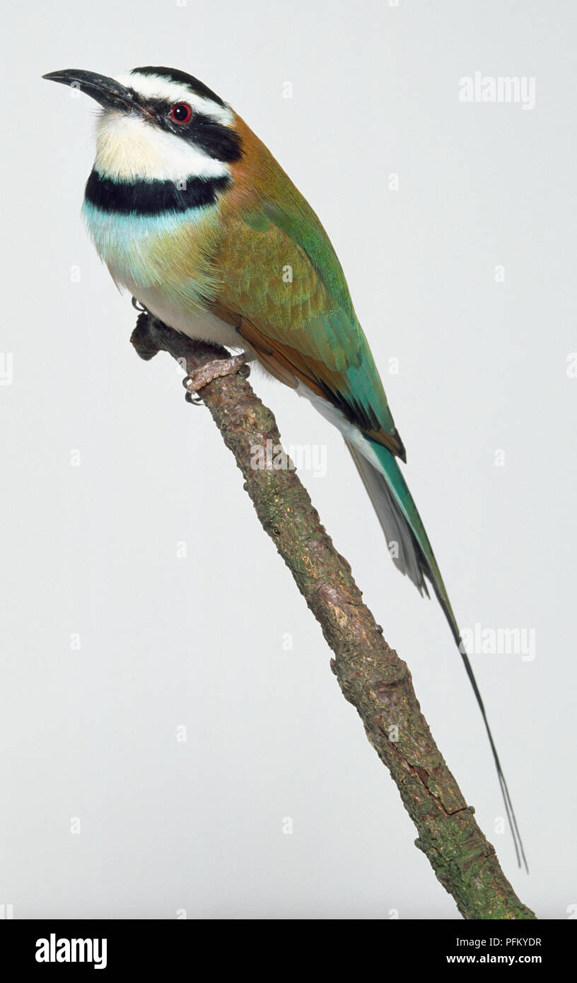 Side view of a White-Throated Bee-Eater with head in profile, perching on a branch, showing the thin, downcurved bill, black-and-white striped head and throat, long, narrow wings, and two elongated central tail feathers. Stock Photo