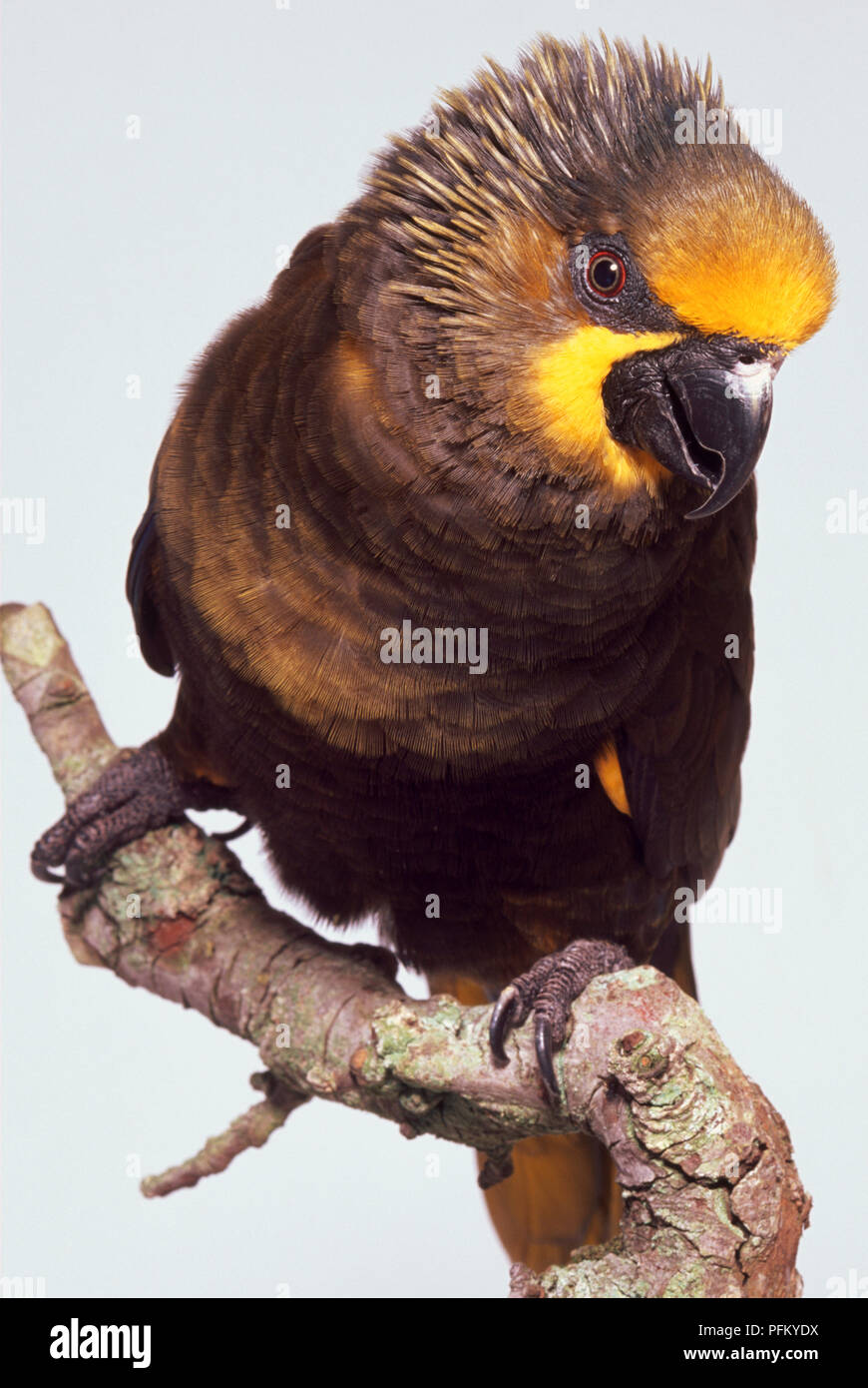 Front view of a Duyvenbode's Lory with head in profile, perching on a branch, showing the head crest ruffled with excitement, yellow wing patch, short legs and strong feet of a tree-dweller. Stock Photo