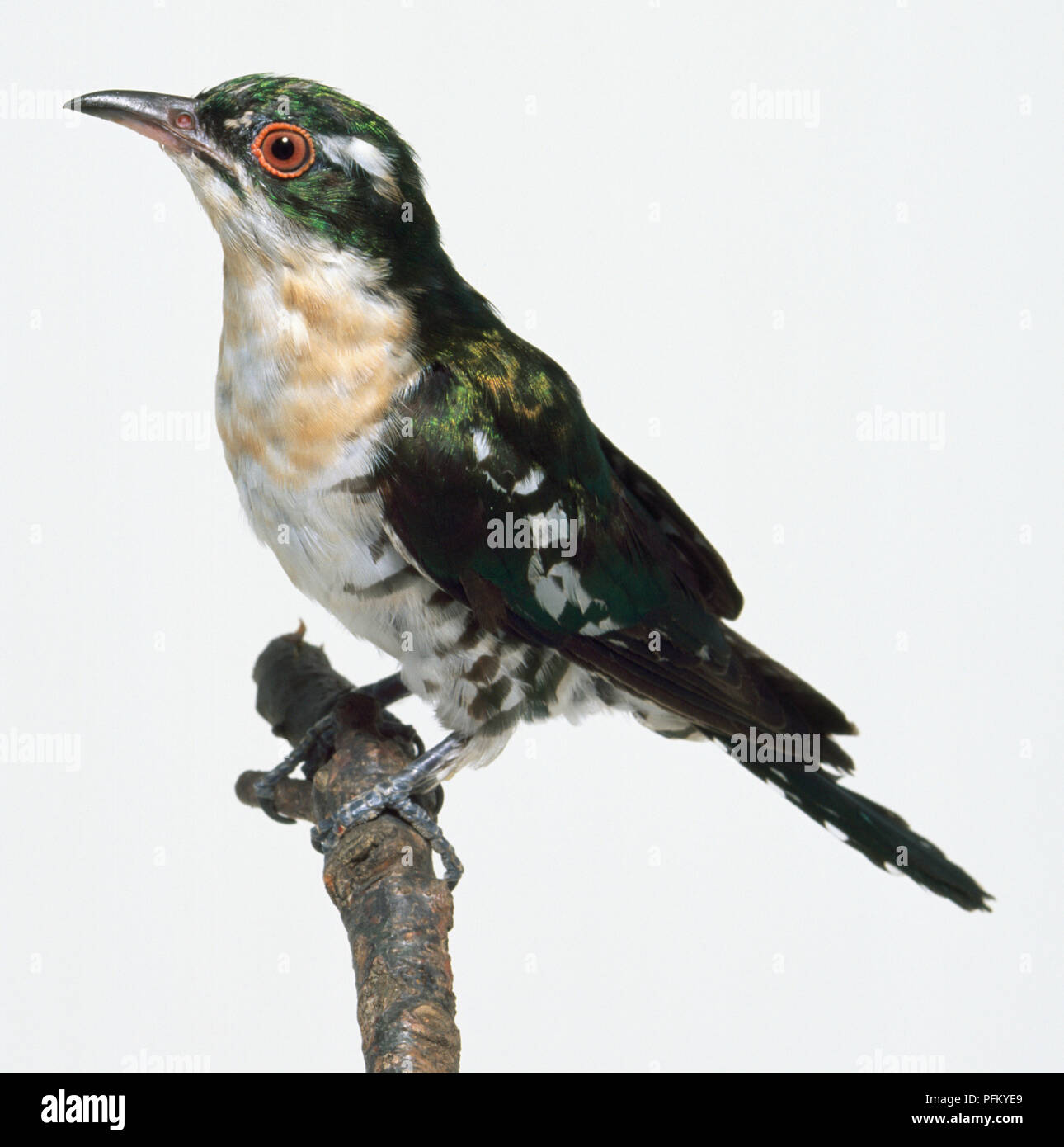 Side view of a Dideric Cuckoo, Chrysococcyx caprius, with head in profile, perching on a branch, showing the orange eye-ring, broken white stripe across the eye, glossy bronze-green plumage, white bars on outer tail feathers revealed whe... SEE DESCRIPTION Stock Photo